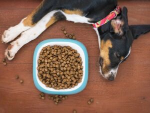 The Ultimate Guide to Choosing the Best Airtight Pet Food Container