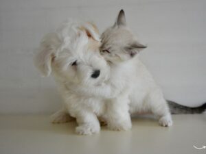 Whole Pet Wellness: A Comprehensive Guide to Keeping Your Pet Healthy and Happy