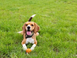 Michigan Animal Rescue League: A Beacon of Hope for Animals