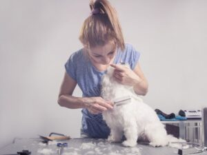 Pet Grooming Insurance: A Comprehensive Guide