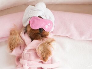 Daisy’s Pet Grooming: The Ultimate Guide to Pampering Your Furry Friends