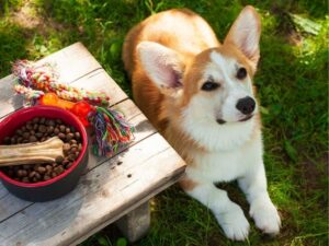 Best Friends Animal Hospital: A Comprehensive Guide to Exceptional Pet Care