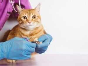 Discovering the Orange County Animal Shelter: What You Need to Know