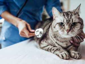 The Ultimate Guide to Finding Pet Friendly Hotels for Stress-Free Travels