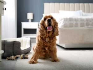 The Vital Role of Animal Shelters: A Haven for Our Furry Friends