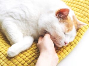 The Heart of Compassion: Your Local Animal Shelter
