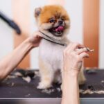 Pet grooming