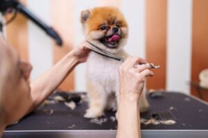 Pet grooming