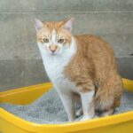 daily routine for healthy pets