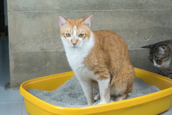 daily routine for healthy pets