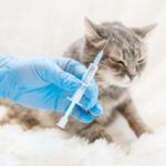 vaccination schedule for cats