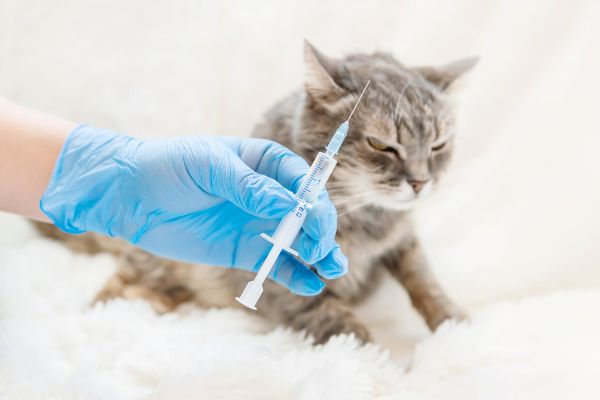 vaccination schedule for cats