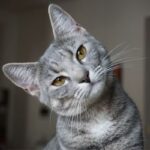 Homemade treats for cats