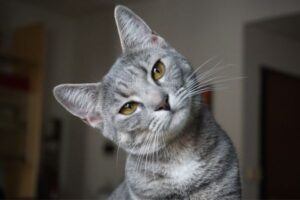 Homemade treats for cats