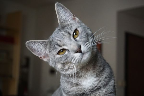 Homemade treats for cats