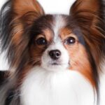 hypoallergenic dog breeds