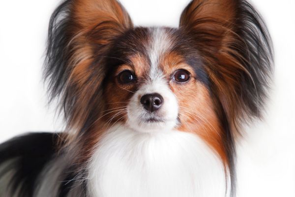 hypoallergenic dog breeds