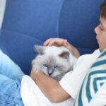 cat breeds that are affectionate