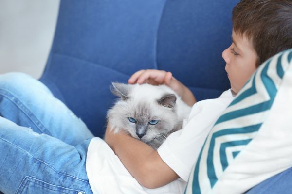 cat breeds that are affectionate