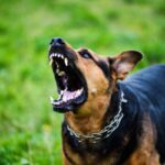 how to stop dog aggression