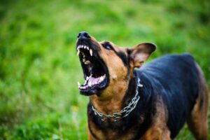 how to stop dog aggression