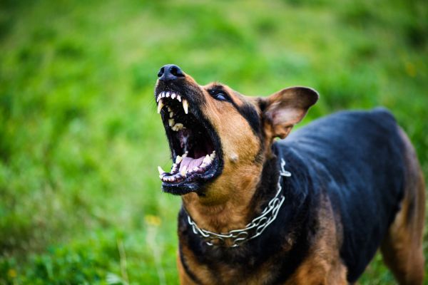 how to stop dog aggression