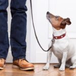 training tools for pet owners