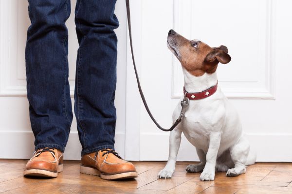 training tools for pet owners