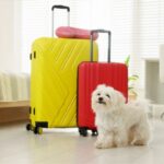 Dog Boarding Hotel Near Me