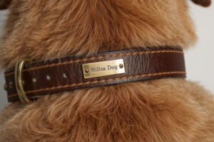 top rated dog collars