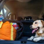 Pet quarantine laws by country