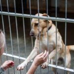 local animal shelters near me