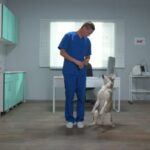 cost of pet vaccinations