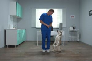 cost of pet vaccinations