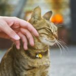 Human-animal conflict solutions