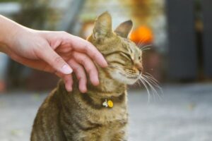 Human-animal conflict solutions