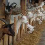 raising dairy goats successfully