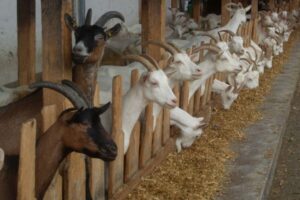 raising dairy goats successfully
