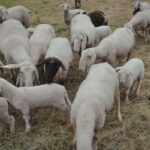 sheep shearing guide