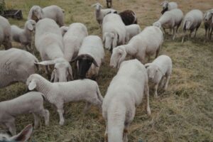 sheep shearing guide