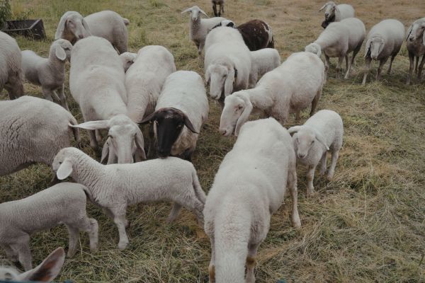 sheep shearing guide