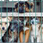 community animal rescue success stories