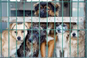 community animal rescue success stories