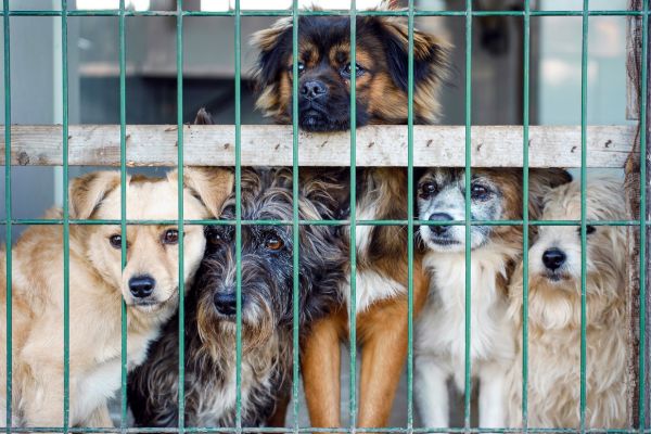 community animal rescue success stories