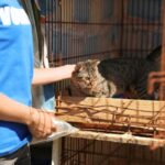 what do animal shelters need most