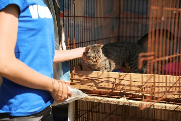 what do animal shelters need most