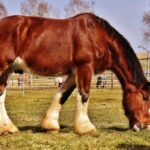Animal rights laws