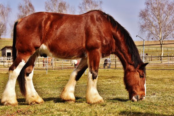 Animal rights laws