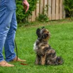 basic obedience commands every dog should know
