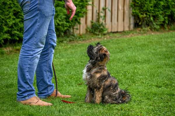 basic obedience commands every dog should know
